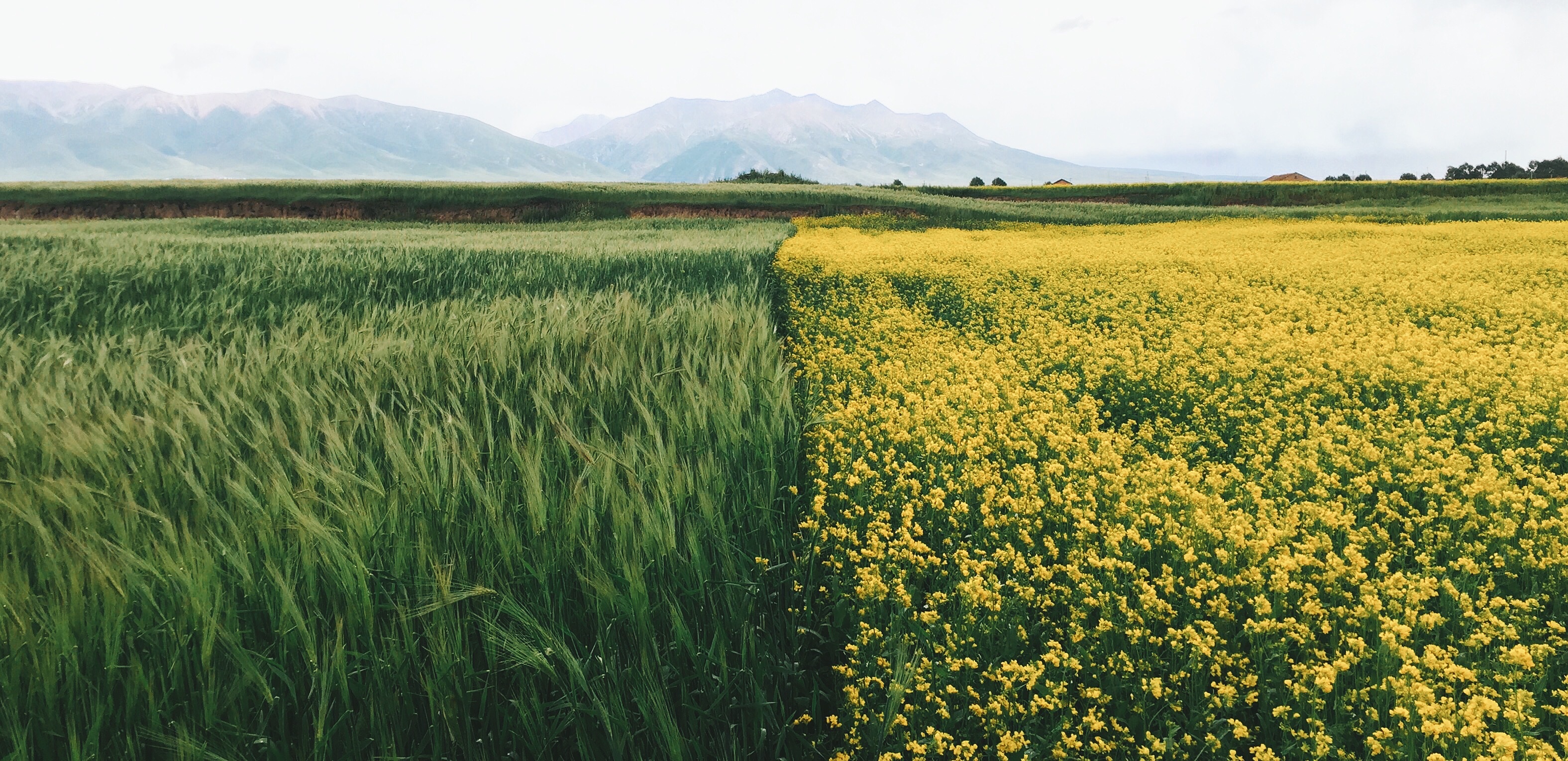 Fields of green