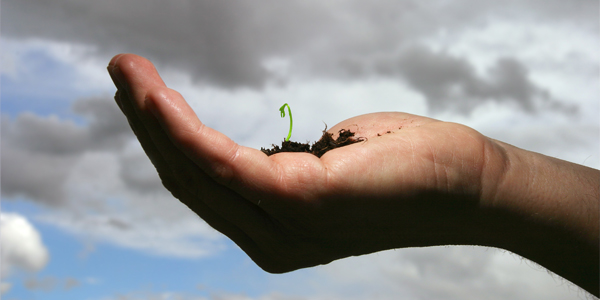 Plant sprouting in palm of hand