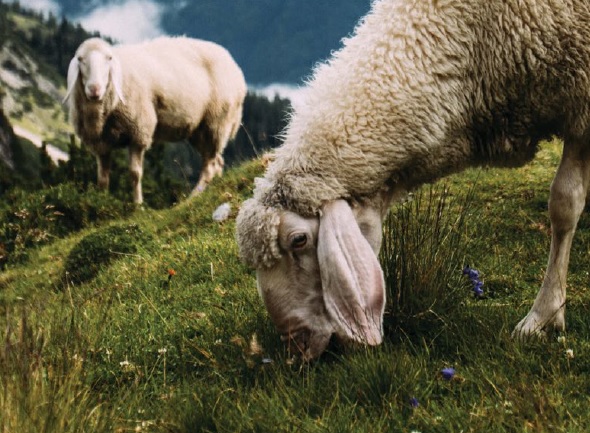 two sheep grazing